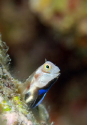 Blue belly blenny in courting colours. by Dray Van Beeck 